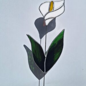 Fleur d'Arum